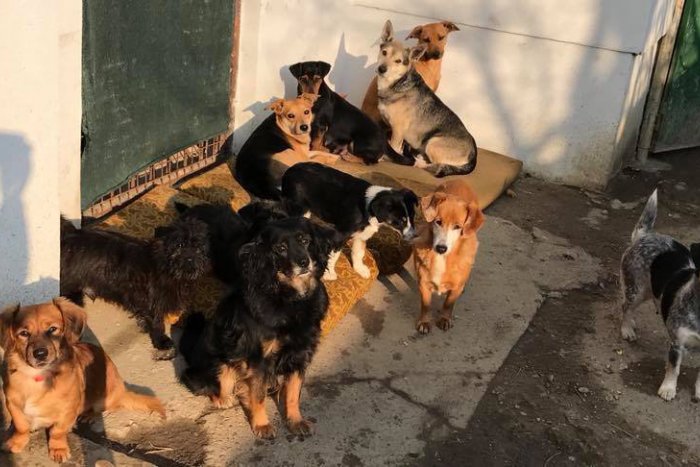 Ilustračný obrázok k článku Šalianske psíky potrebujú pomoc: Môžete prispieť na vyšetrenie