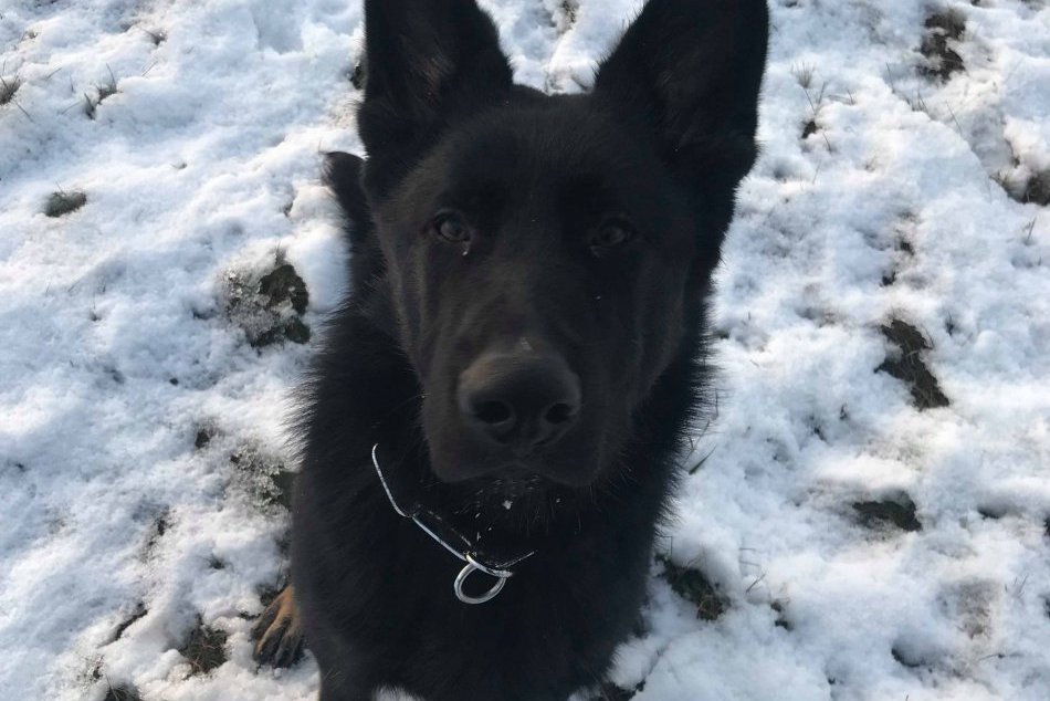 Ilustračný obrázok k článku FOTO, Pomôžte nájsť strateného psa: Počúva na meno Jack