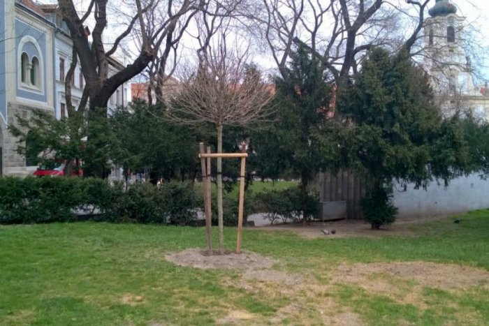 Ilustračný obrázok k článku Staré Mesto odstraňuje niektoré invázne druhy drevín