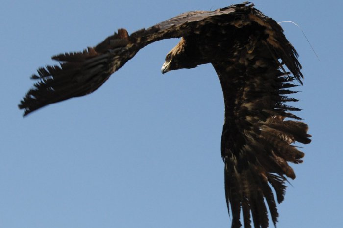 Ilustračný obrázok k článku Policajti hľadajú páchateľa: Zrejme otrávil vzácneho orla kráľovského!