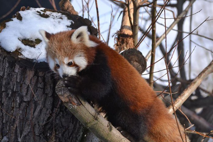 Ilustračný obrázok k článku Bratislavská ZOO verí, že zvieratá prežijú Silvester v zdraví