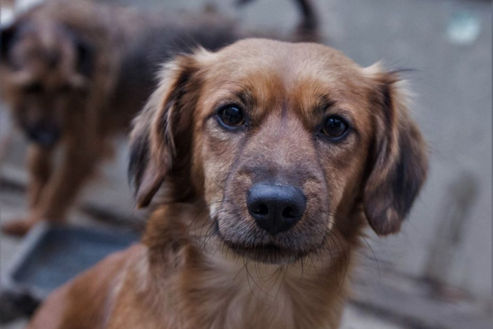 Ilustračný obrázok k článku Obojstranná pomoc a potešenie: Osvojíte si chlpáčika z útulku? FOTO