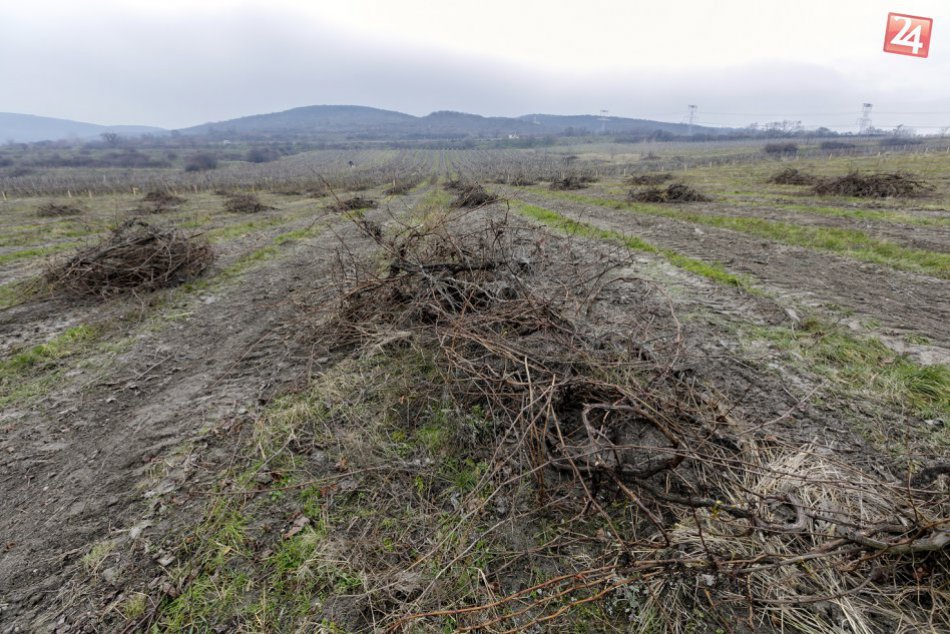 Ilustračný obrázok k článku Výstavbe diaľnice D4 padne za obeť takmer 20 hektárov vinohradov