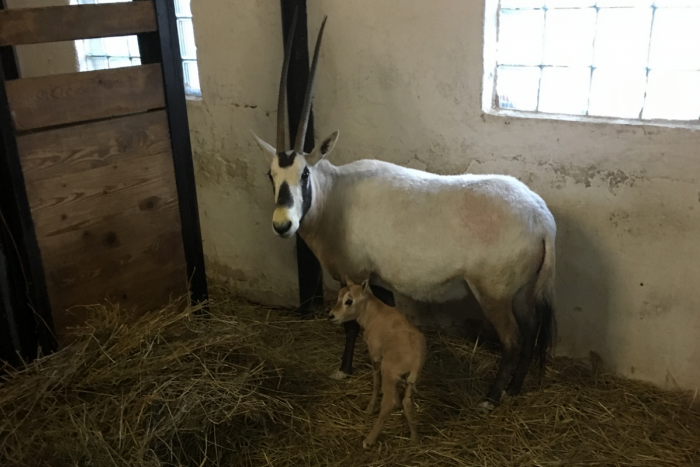 Ilustračný obrázok k článku V bratislavskej ZOO sa narodilo mláďa oryxa arabského