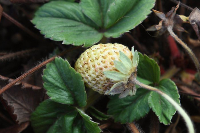 Ilustračný obrázok k článku KURIOZITA DŇA: Príroda sa zbláznila, na Slovensku rastú snežienky a jahody