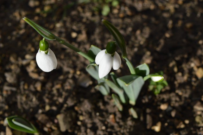 Ilustračný obrázok k článku Svet hore nohami? Rozkvitli prvé snežienky! FOTO zo Žilinského okresu