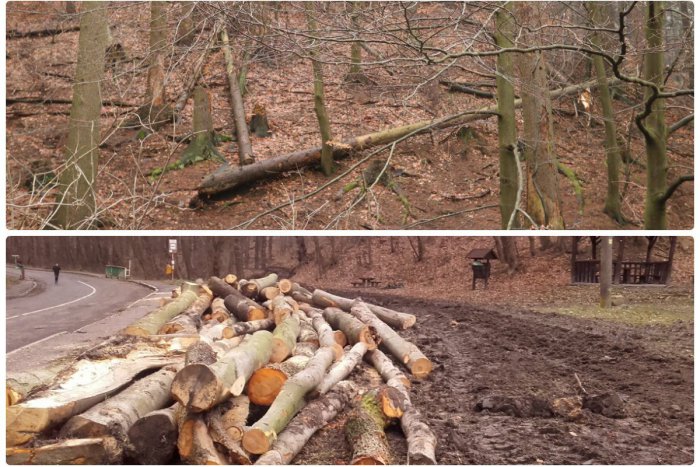 Ilustračný obrázok k článku V lesoch je množstvo polámaných stromov. Môže za to veterná a snehová kalamita