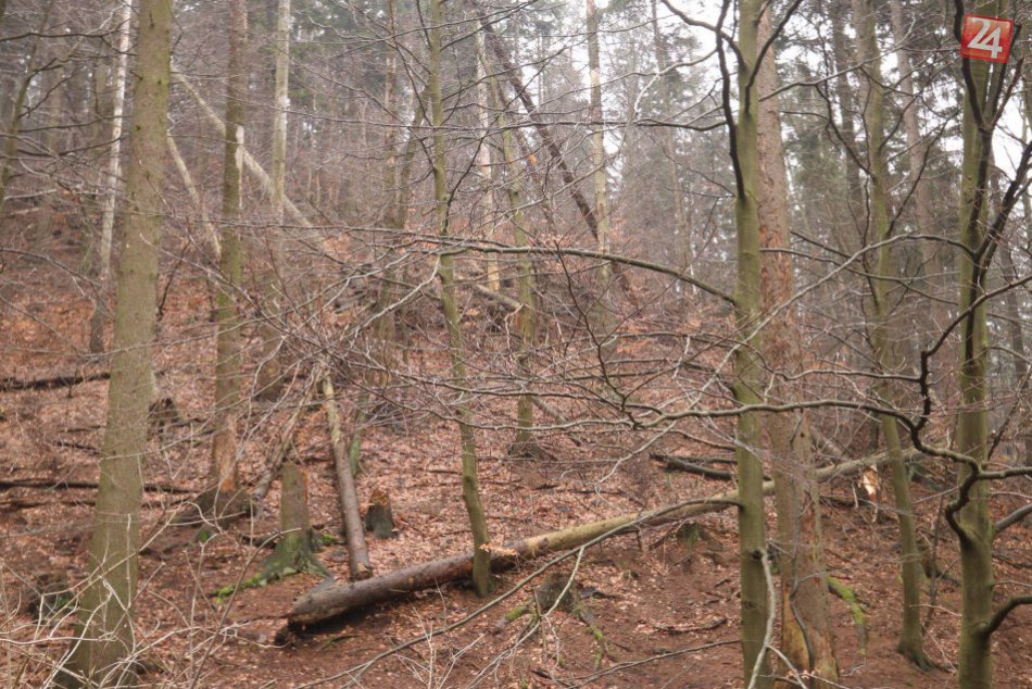 Ilustračný obrázok k článku Lesníci budú v najbližších dňoch odstraňovať poškodené stromy na Devínskej Kobyle