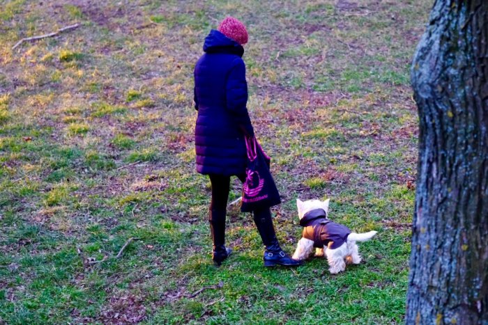 Ilustračný obrázok k článku Dobrá správa pre psičkárov: Pri Hlavnej stanici otvorili nový psí výbeh