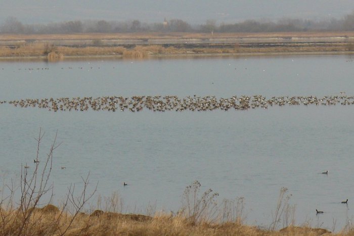 Ilustračný obrázok k článku Dobrovoľníci sa pustili do neľahkej úlohy: Sčítať vodné vtáctvo na Šírave i Senianskych rybníkoch