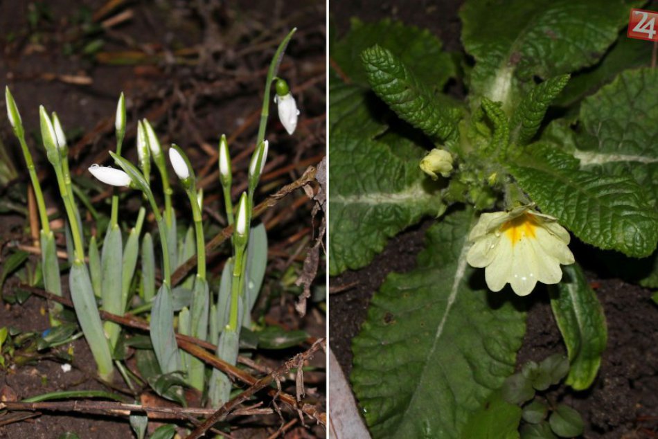 Ilustračný obrázok k článku FOTO: Jar zavítala do Bystrice už v januári. V meste kvitnú snežienky aj prvosienky