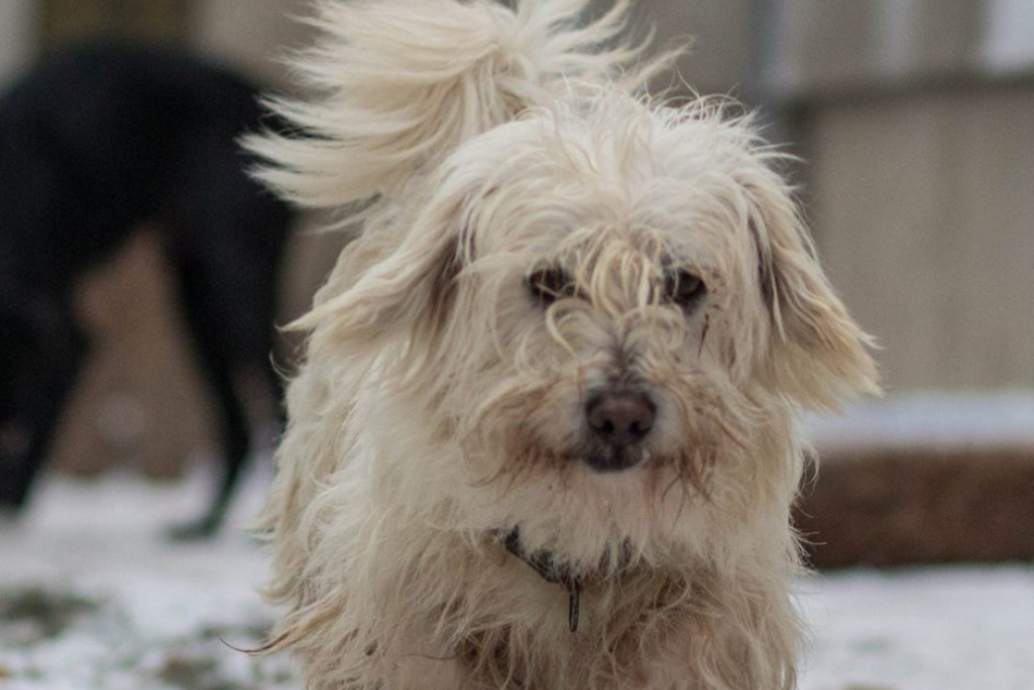 Ilustračný obrázok k článku Osvojte si chlpáčika z útulku, získate výnimočného spoločníka! FOTO