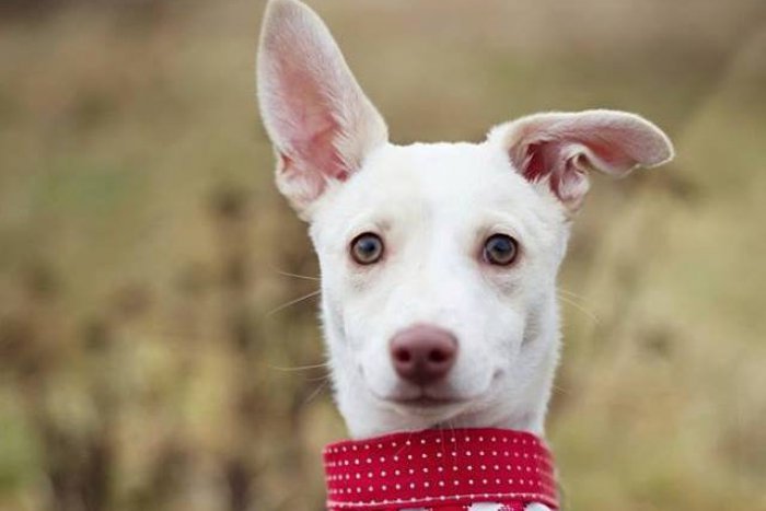 Ilustračný obrázok k článku Drsní strážcovia aj gaučové typy: Žiarski útulkáči, ktorí možno čakajú práve na vás