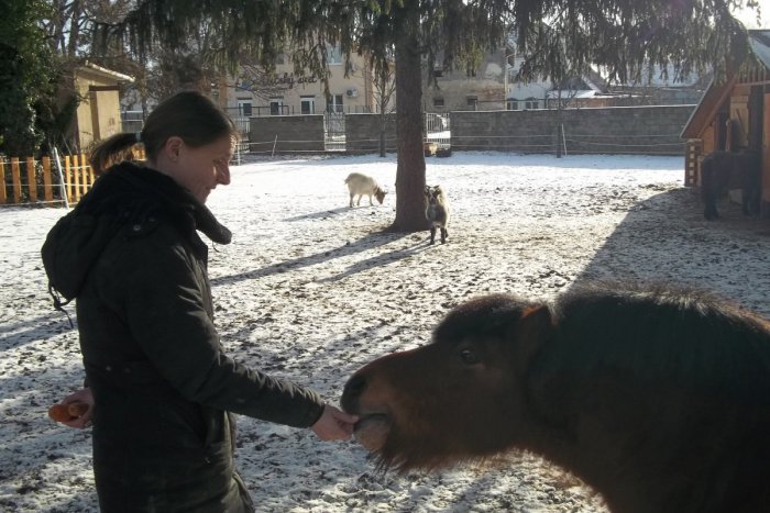 Ilustračný obrázok k článku FOTO: Zvieratkám sa vo dvore páči, obľúbili si ho aj miestne mačky