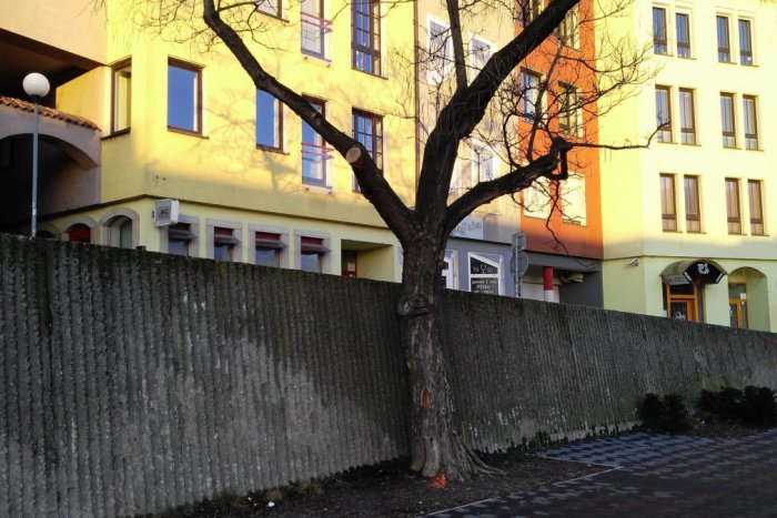 Ilustračný obrázok k článku Staré Mesto pokračuje v odstraňovaní inváznych druhov stromov