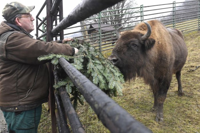 Ilustračný obrázok k článku KURIOZITA DŇA: ZOO Košice zmenila po dvoch desaťročiach svoje logo