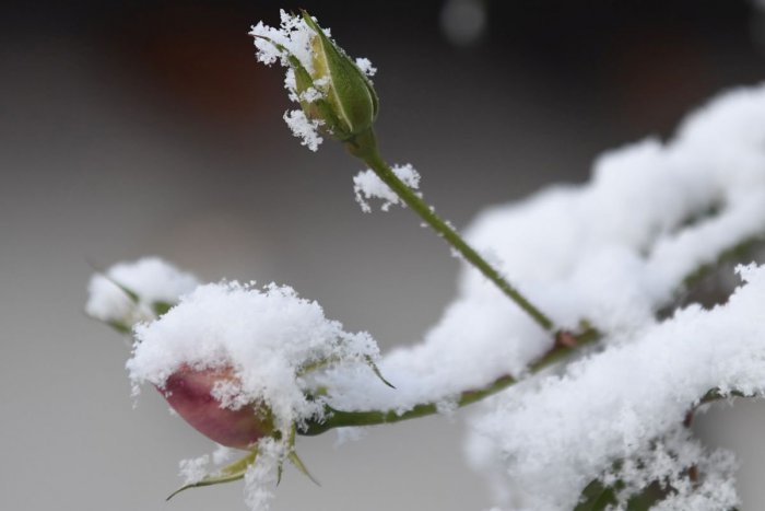 Ilustračný obrázok k článku RANNÁ ŠTVORKA: V kalendári je Zora, deň prinesie mrazivé teploty