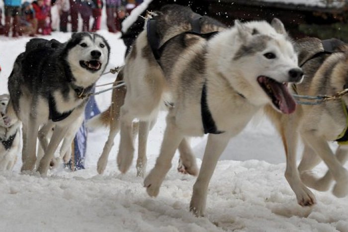 Ilustračný obrázok k článku Tipy na víkend: Potiahnite to na záprahoch snežných psov či krňačkách