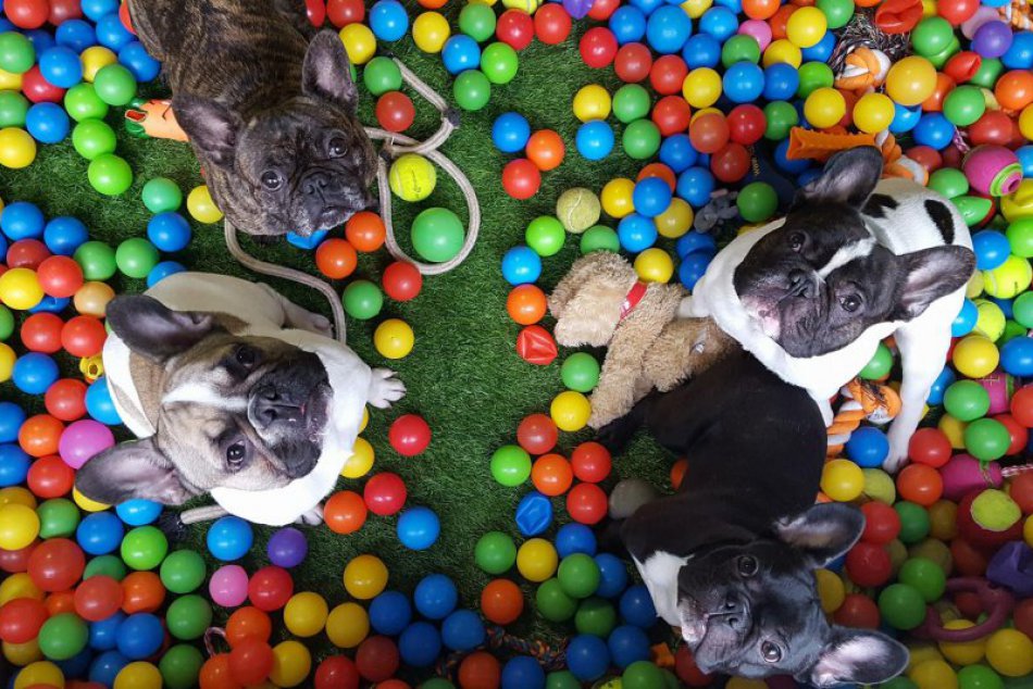 Ilustračný obrázok k článku OBRAZOM: O dennú škôlku pre psíkov je veľký záujem