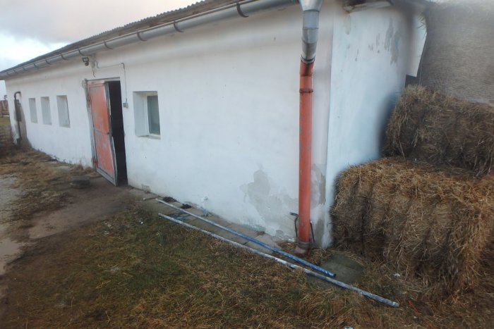 Ilustračný obrázok k článku Dejú sa už aj pod Tatrami zázraky? Z popradského družstva zmizlo päť teliat