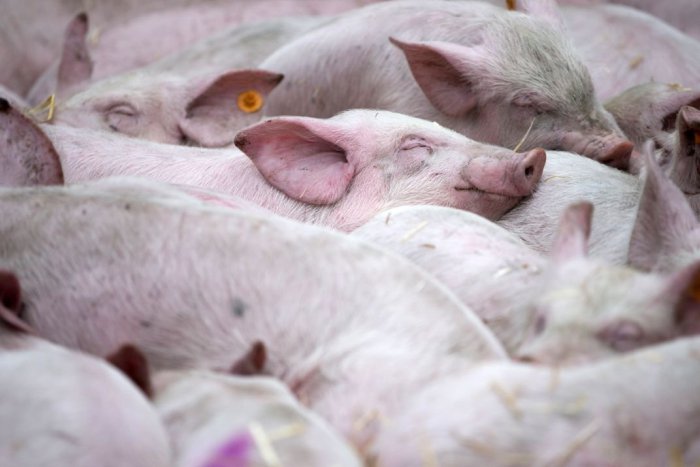 Ilustračný obrázok k článku SVET O SLOVENSKU: Čína bojkotuje slovenské prasce