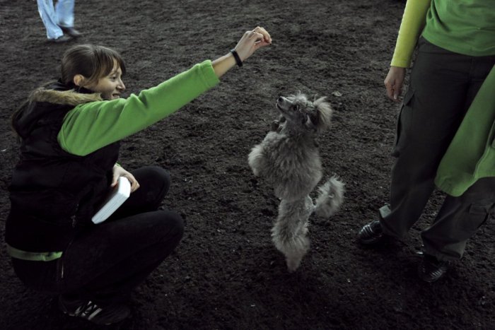 Ilustračný obrázok k článku V Žiari rastú špeciálne zóny: Na týchto miestach už môžeme voľne pustiť psíka