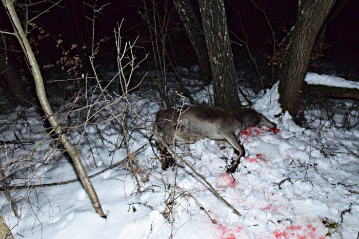 Ilustračný obrázok k článku Trojica mužov z nášho okresu už čelí obvineniu: Hrozné, čo spravili s gravidnou laňou! FOTO