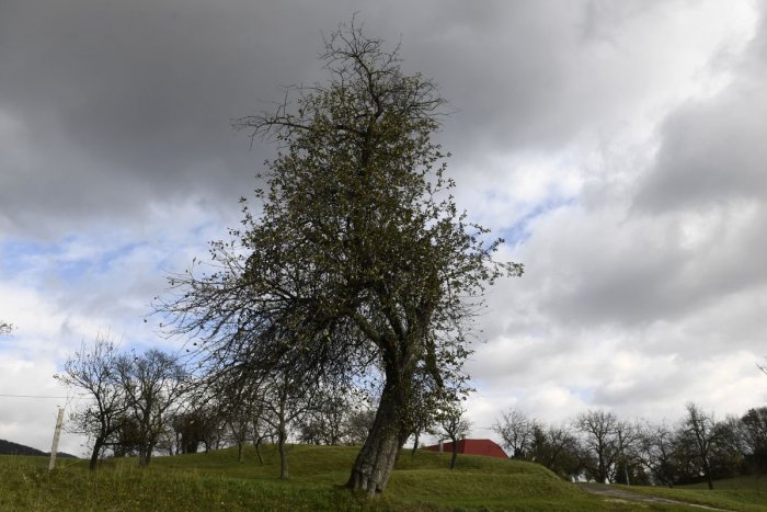 Ilustračný obrázok k článku Dvanásť finalistov: Slováci môžu hlasovať za Strom roka 2018