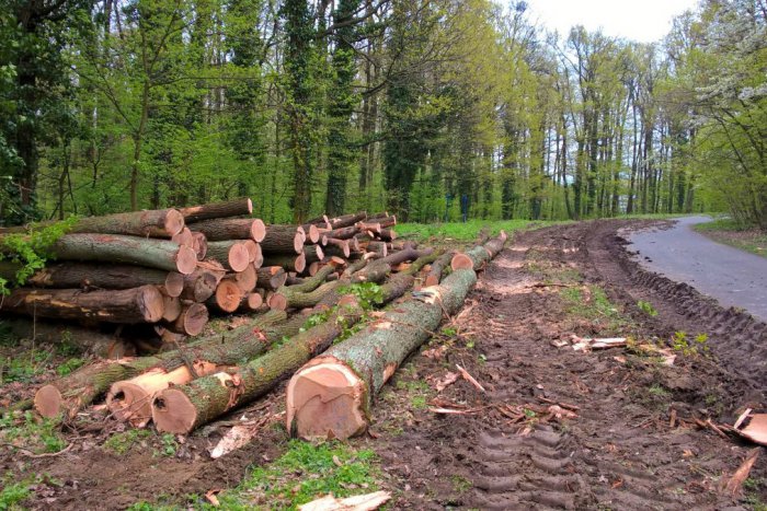 Ilustračný obrázok k článku Starostovia žiadajú zastavenie výrubu v lesoch v okolí Bratislavy
