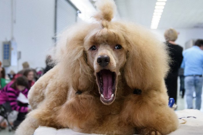 Ilustračný obrázok k článku Nitrou sa bude ozývať štekot domácich miláčikov: Blíži sa medzinárodná výstava psov
