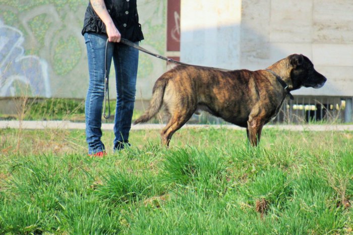 Ilustračný obrázok k článku Mesto nemyslí na psíčkarov, tvrdí Žilinčanka Katka (42): Čo na to radnica?