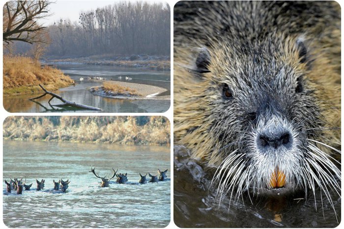 Ilustračný obrázok k článku Tip na výlet: V národnom parku Dunajské luhy zažijete expedíciu v snehu