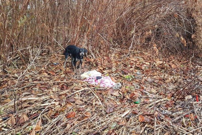 Vystrašený najdúch sa schovával v kríkoch. Dostal meno Bingo.