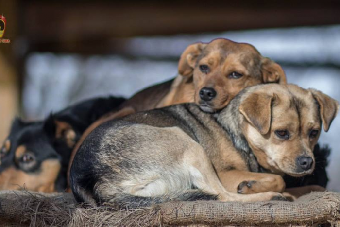 Ilustračný obrázok k článku Psíci zo šalianskeho útulku sú tu opäť: Ten pravý útulkáč už na vás čaká, FOTO