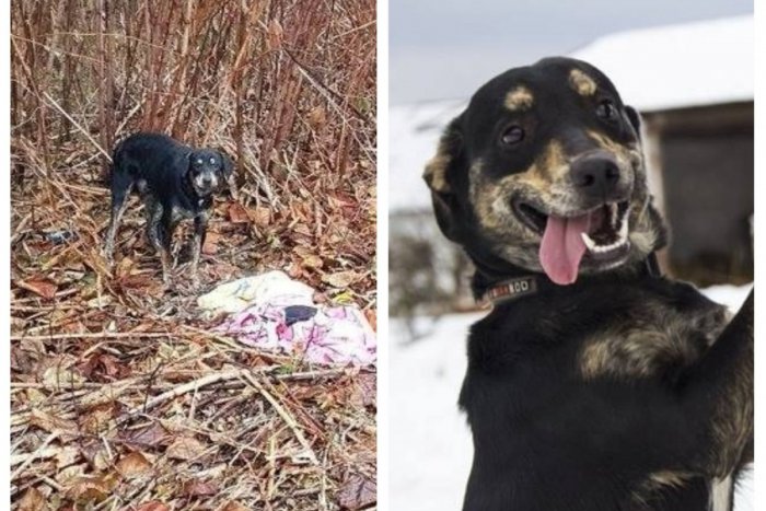 Ilustračný obrázok k článku Bol vyhodený ako nepotrebná vec: Žiarsky útulkáč Bingo si vás okamžite získa, VIDEO