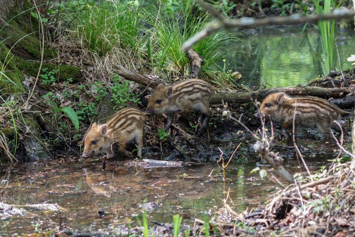 Ilustračný obrázok k článku VIDEO: Jurský Šúr - prales neďaleko Bratislavy ohrozuje masívna výstavba v okolí