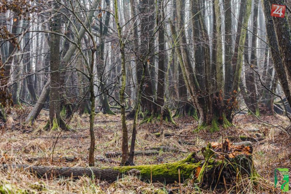 Ilustračný obrázok k článku Ochranári chcú vrátiť pôvodné čaro Panónskemu háju v Národnej prírodnej rezervácii Šúr