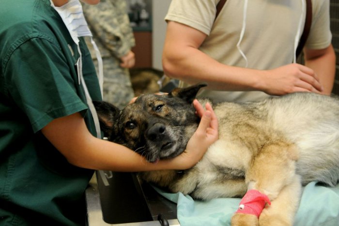Ilustračný obrázok k článku Od septembra bude začipovanie psa stáť 10 eur: Bez neho veterinár zviera neošetrí