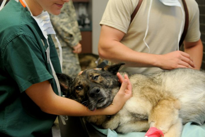 Ilustračný obrázok k článku Túlavé zvieratá dostanú v Bystrici šancu: Veterinár ich ošetrí na účet mesta