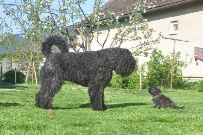 Ilustračný obrázok k článku Košičanka Silvia chová neobyčajné plemeno psa: Ľudia ho zvykli porovnávať s medveďom