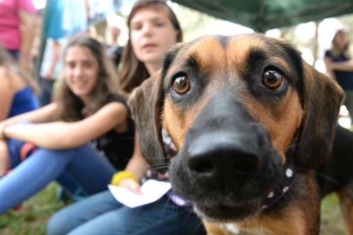 Ilustračný obrázok k článku Matečná: Nezodpovední poslanci môžu spôsobiť, že zviera zostane vecou