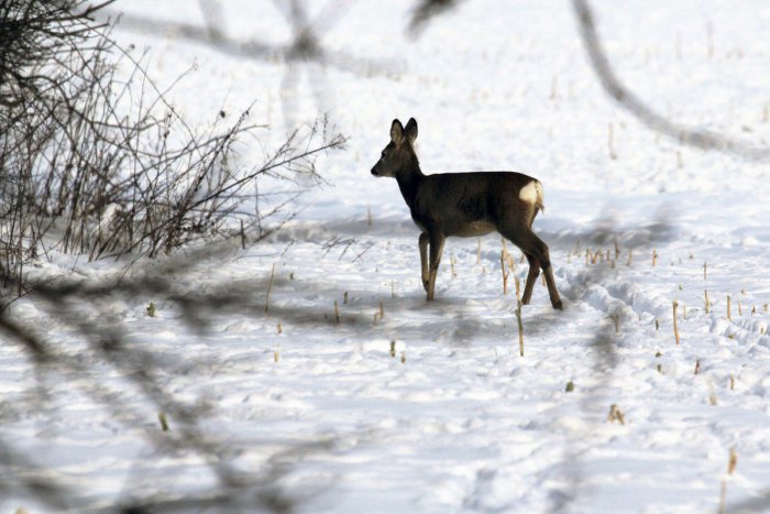 Ilustračný obrázok k článku Mestskí zaznamenali kuriózny oznam: Srnka v záhrade na Matuškovej, čo sa potom dialo?