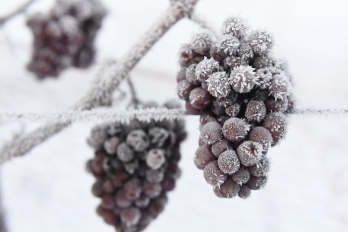 Ilustračný obrázok k článku RANNÁ ŠTVORKA: Mrazivý koniec pracovného týždňa, meniny má Branislava a Bronislava