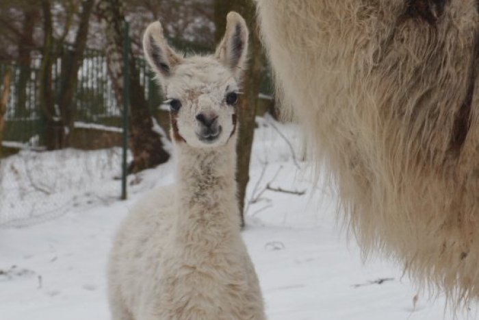 Ilustračný obrázok k článku V košickej zoo sa tešia z prírastku: Zvieraciu rodinku rozšírilo mláďa lám krotkých