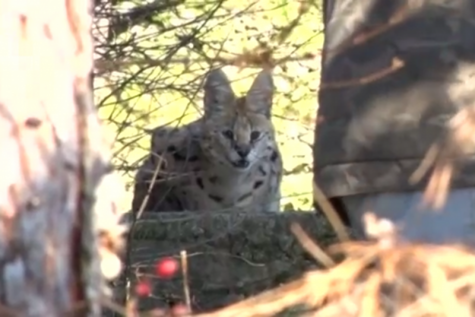 Ilustračný obrázok k článku FOTO: Na Zobore niekomu ušla exotická šelma, patrí medzi najdrahšie na svete