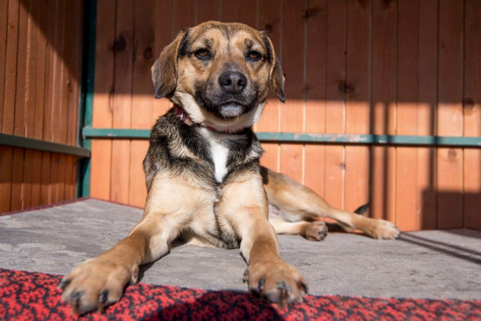 Ilustračný obrázok k článku Ak ešte nemáte doma útulkáča, spozornite: Teraz je ten správny čas!