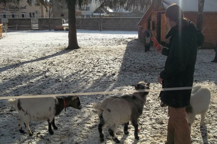 Ilustračný obrázok k článku Kozičky z dvora vybehli na výlet: Zatúžili si dôkladne obzrieť okolie