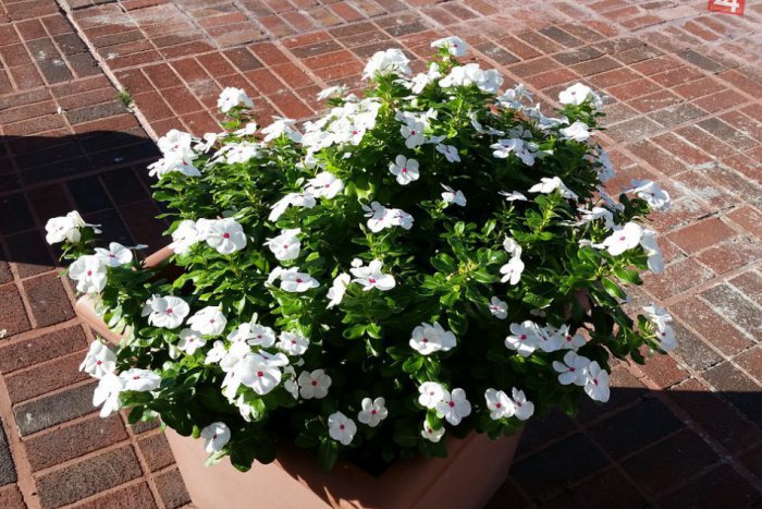 Ilustračný obrázok k článku Karlova Ves bude krajšia: Obyvatelia si opäť môžu adoptovať kvetináč