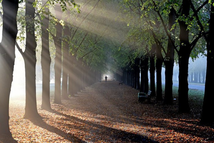 Ilustračný obrázok k článku Trnavčania si odhlasovali viacero projektov: Vďaka nim by mala vyrásť Rodová aleja