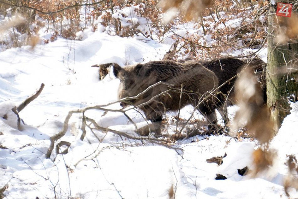 Ilustračný obrázok k článku Foto + video: Keď detský krik na Kamzíku utíchne, les patrí zvieratám